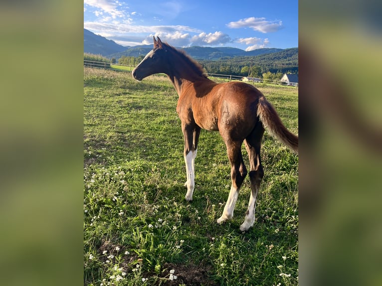 Austrian Warmblood Stallion Foal (06/2026) 16.2 hh Chestnut in St.Marein-Feistritz