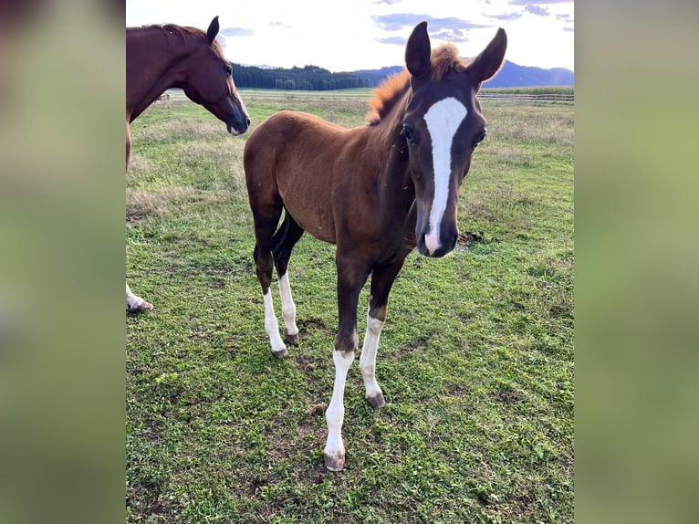 Austrian Warmblood Stallion Foal (06/2026) 16.2 hh Chestnut in St.Marein-Feistritz