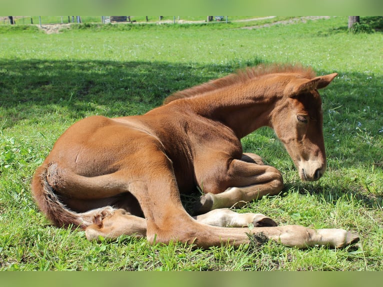 Austrian Warmblood Stallion Foal (04/2023) 16,2 hh Chestnut-Red in Amstetten