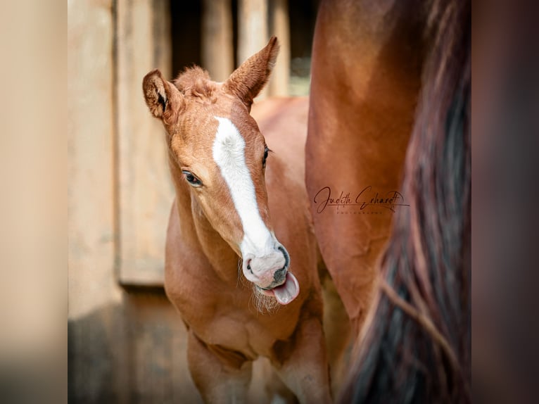 Austrian Warmblood Stallion Foal (04/2024) 16,2 hh Chestnut-Red in Lassing