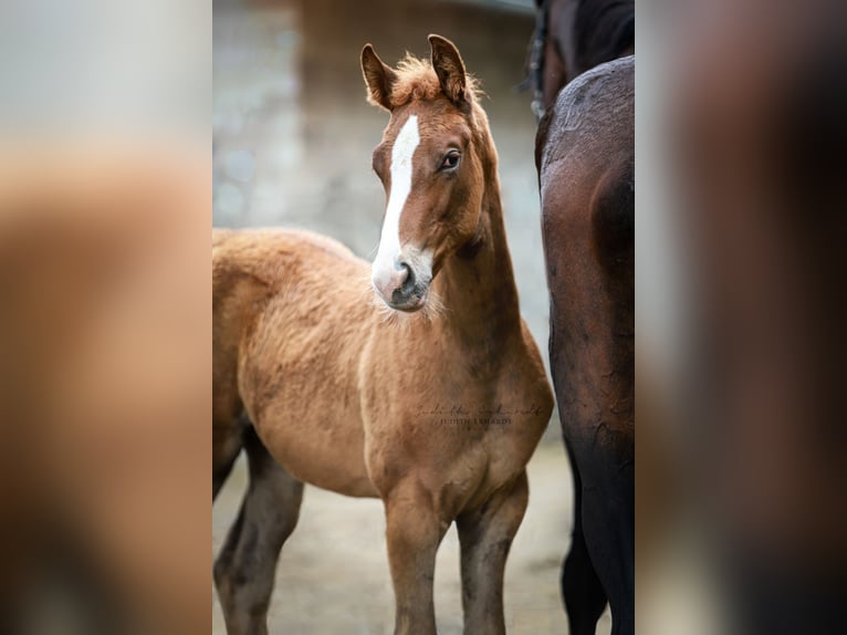 Austrian Warmblood Stallion Foal (04/2024) 16,2 hh Chestnut-Red in Lassing