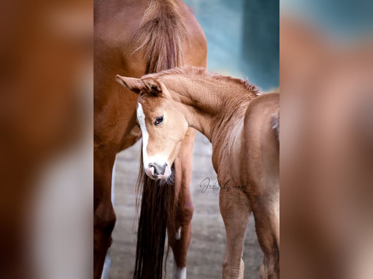 Austrian Warmblood Stallion Foal (04/2024) 16,2 hh Chestnut-Red in Lassing