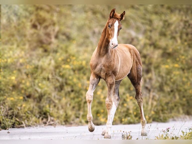 Austrian Warmblood Stallion Foal (04/2024) 16,2 hh Chestnut-Red in Lassing