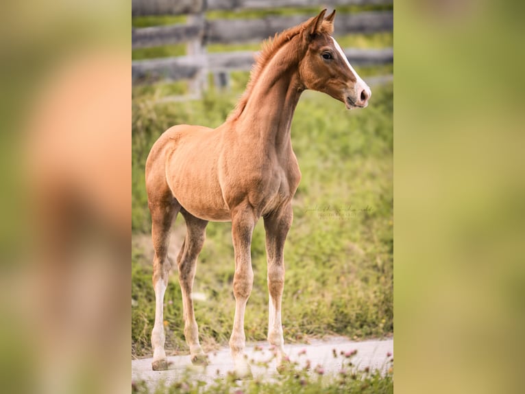 Austrian Warmblood Stallion Foal (04/2024) 16,2 hh Chestnut-Red in Lassing