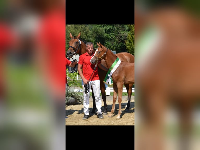 Austrian Warmblood Stallion Foal (06/2024) 16,2 hh Chestnut-Red in Bad Radkersburg