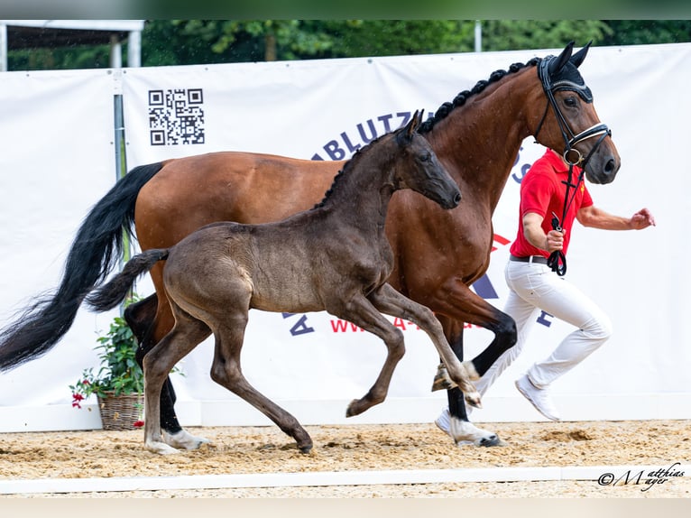 Austrian Warmblood Stallion Foal (05/2026) 16.3 hh Black in Wolfsbach