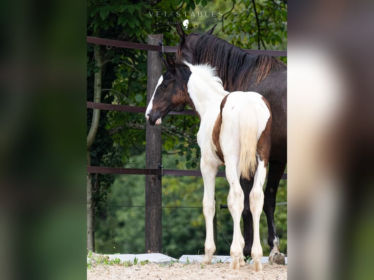 Austrian Warmblood Stallion Foal (05/2024) 16,3 hh Tobiano-all-colors in Entschendorf