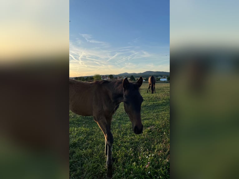 Austrian Warmblood Stallion Foal (05/2025) 16 hh Brown in Dra&#xDF;markt