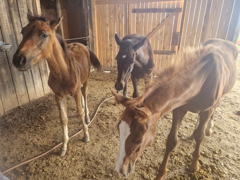 Austrian Warmblood Stallion Foal (05/2025) 16 hh Brown in Dra&#xDF;markt