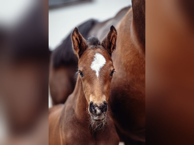 Austrian Warmblood Stallion  16,1 hh Brown in Garsten
