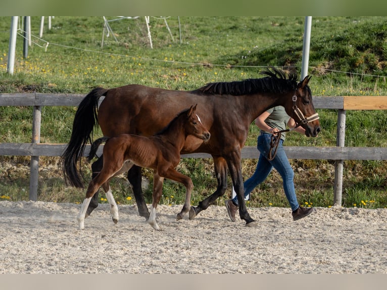 Austrian Warmblood Stallion  16,1 hh Brown in Garsten