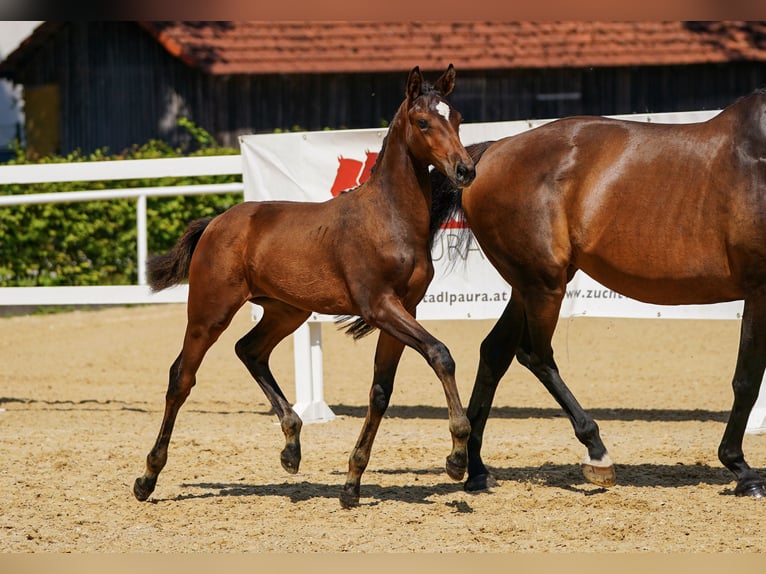 Austrian Warmblood Stallion Foal (04/2025) 16,2 hh Bay-Dark in Tr&#xF6;stlberg
