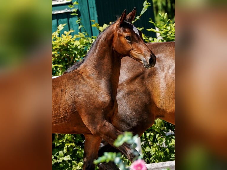 Austrian Warmblood Stallion Foal (04/2025) 16,2 hh Bay-Dark in Tr&#xF6;stlberg