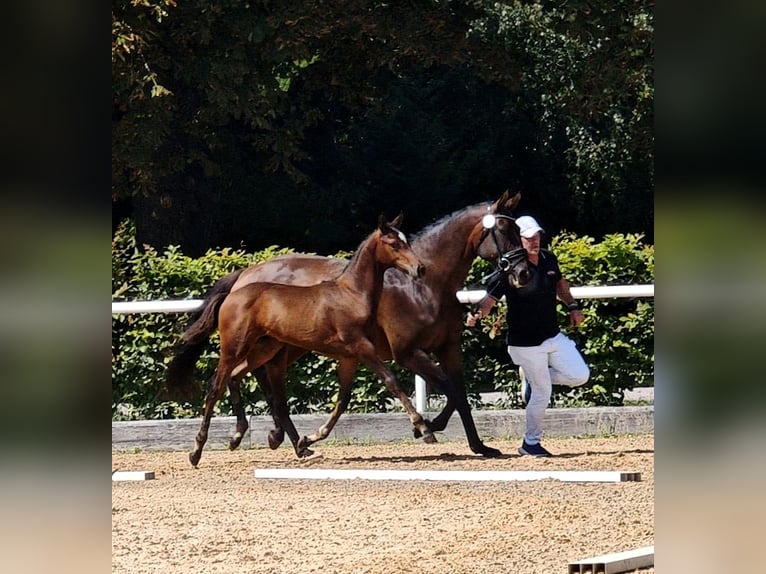 Austrian Warmblood Stallion Foal (04/2025) 16,2 hh Bay-Dark in Tr&#xF6;stlberg