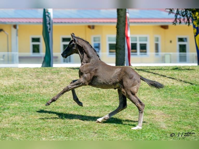 Austrian Warmblood Stallion Foal (05/2025) 16,2 hh Black in St. Ulrich am Pillersee