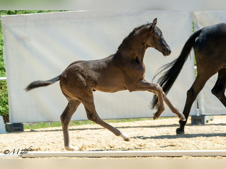 Austrian Warmblood Stallion Foal (05/2025) 16,2 hh Black in St. Ulrich am Pillersee