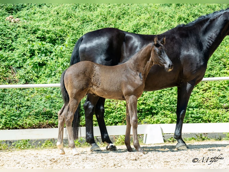 Austrian Warmblood Stallion Foal (05/2025) 16,2 hh Black in St. Ulrich am Pillersee