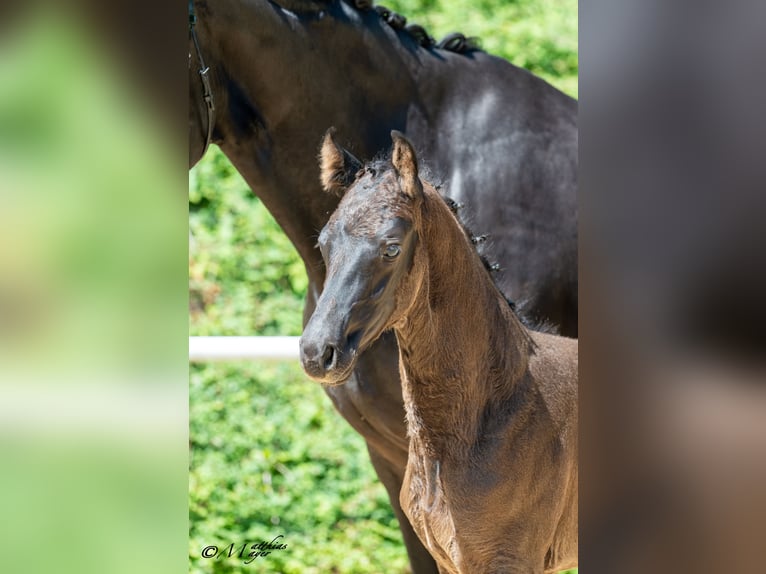Austrian Warmblood Stallion Foal (05/2025) 16,2 hh Black in St. Ulrich am Pillersee