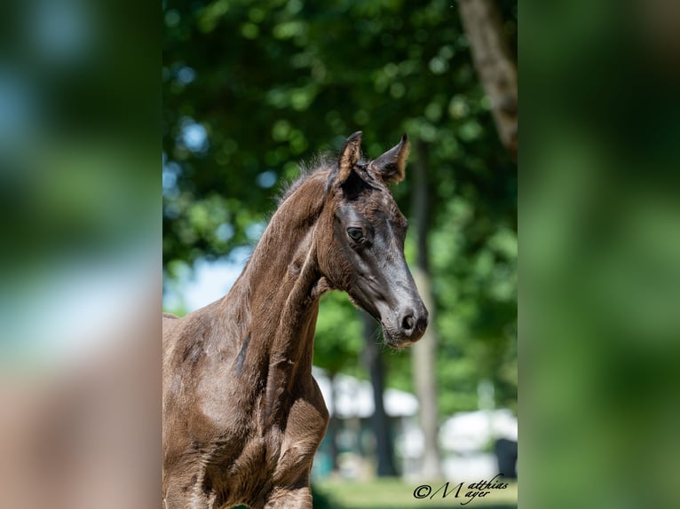 Austrian Warmblood Stallion Foal (05/2025) 16,2 hh Black in St. Ulrich am Pillersee