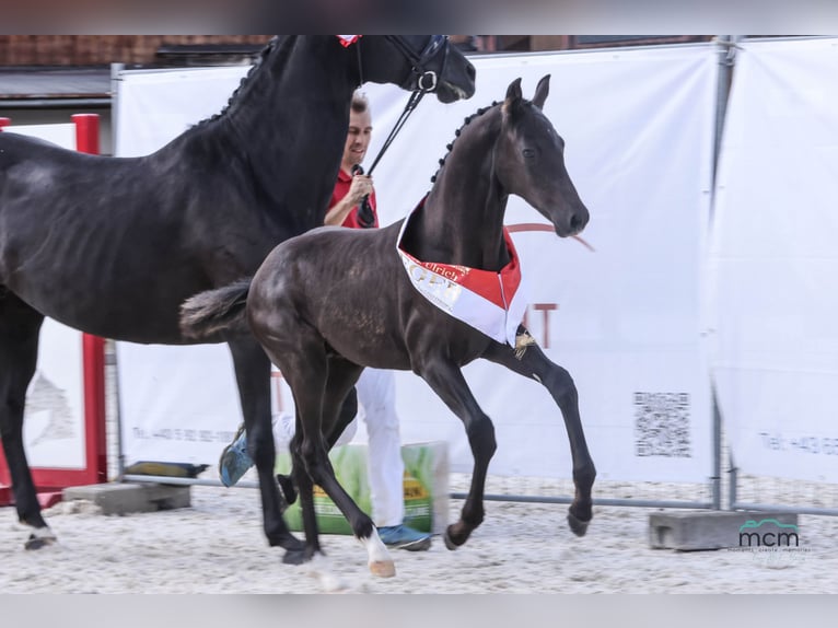 Austrian Warmblood Stallion Foal (05/2025) 16,2 hh Black in St. Ulrich am Pillersee
