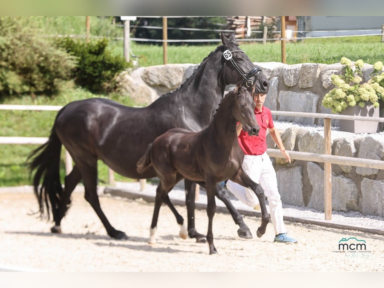 Austrian Warmblood Stallion Foal (05/2025) 16,2 hh Black in St. Ulrich am Pillersee