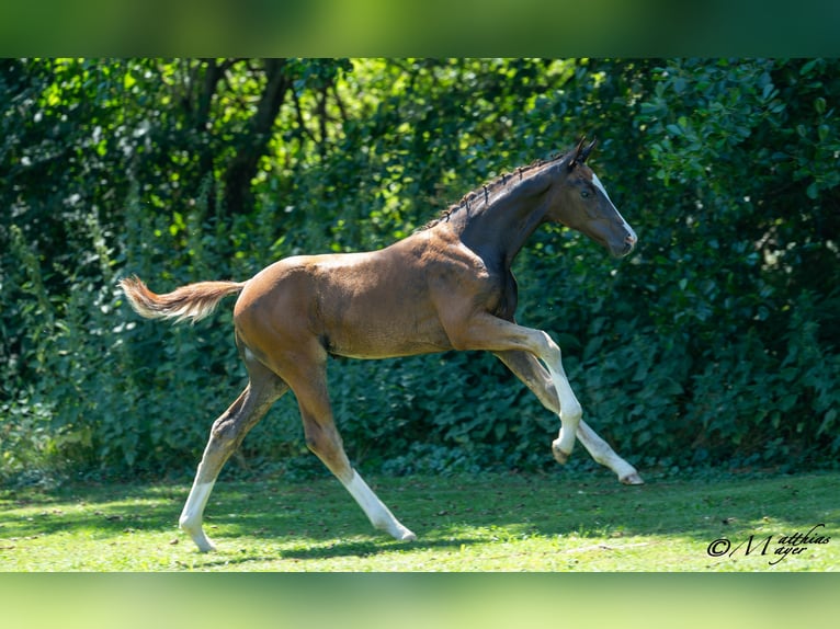 Austrian Warmblood Stallion Foal (04/2025) 16,2 hh Chestnut in St. Josef