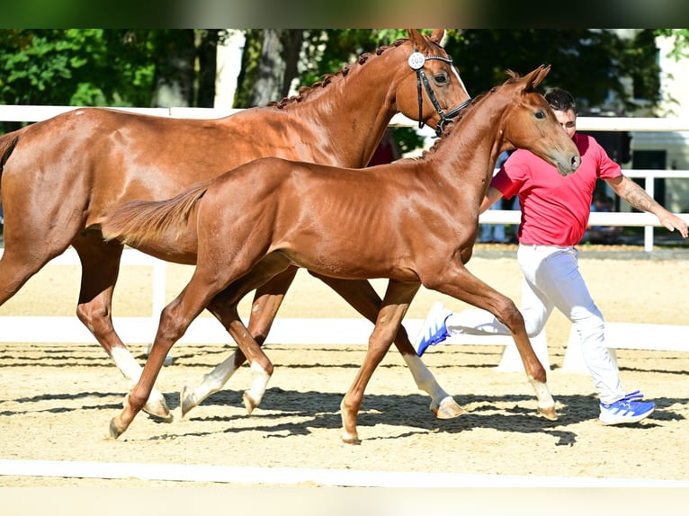 Austrian Warmblood Stallion Foal (01/2025) 16,2 hh Chestnut-Red in Gleisdorf