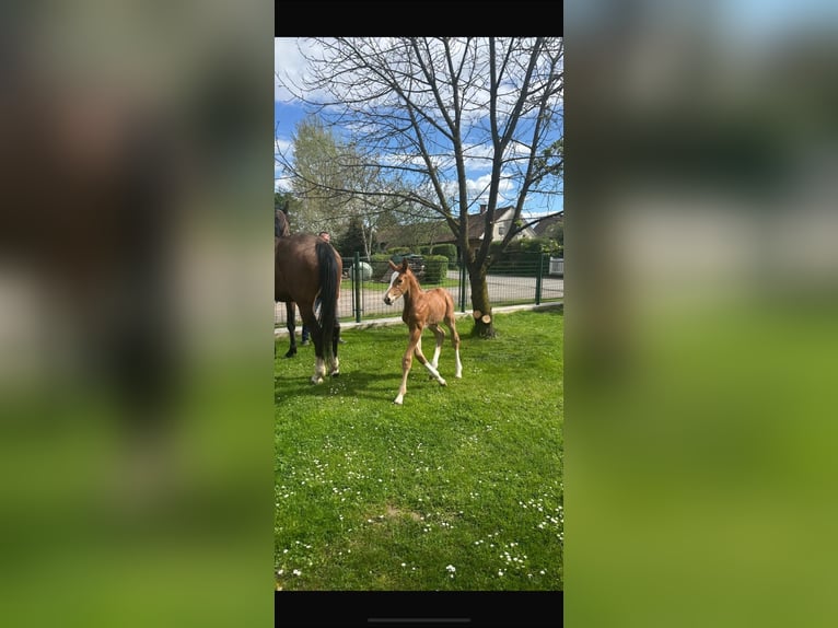 Austrian Warmblood Stallion  16,2 hh Chestnut-Red in Bad RadkersburgBad Radkersburg