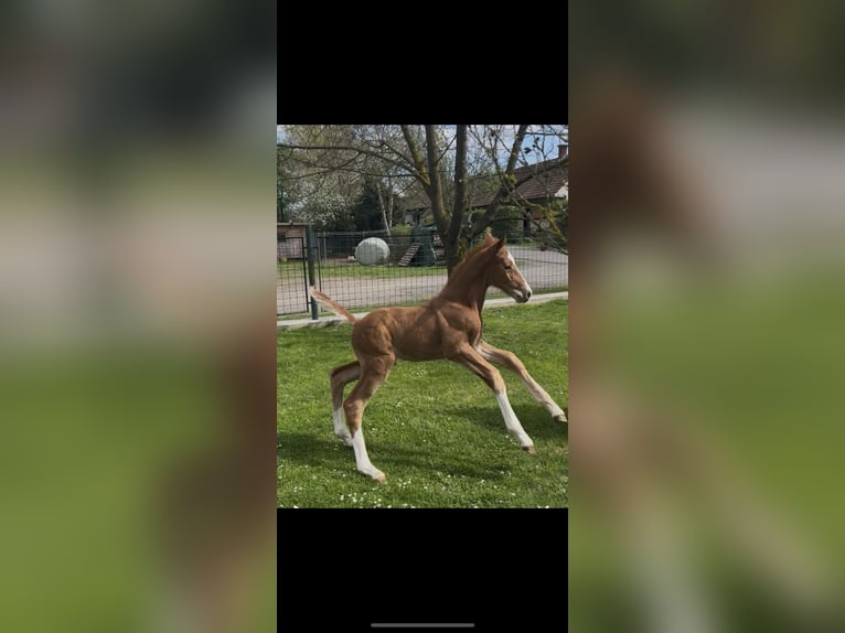 Austrian Warmblood Stallion  16,2 hh Chestnut-Red in Bad RadkersburgBad Radkersburg