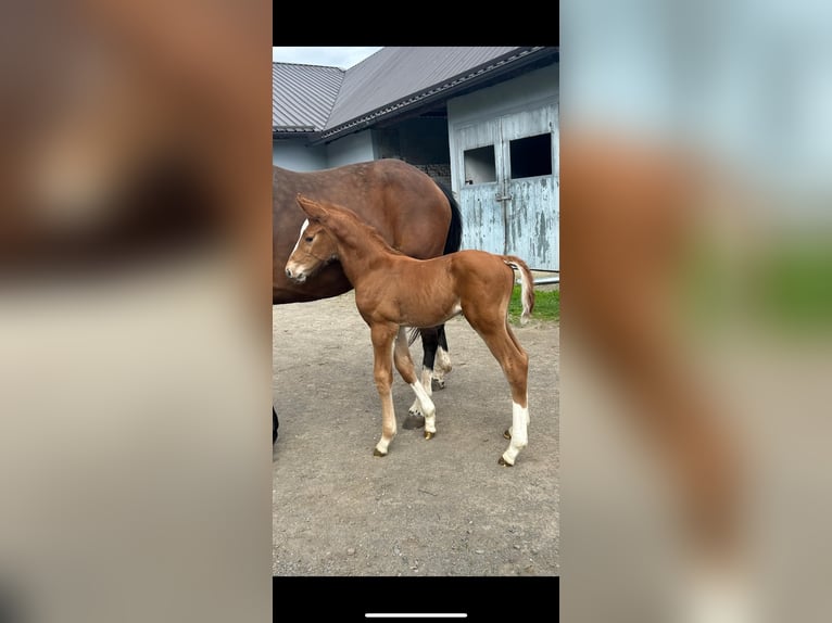 Austrian Warmblood Stallion  16,2 hh Chestnut-Red in Bad RadkersburgBad Radkersburg