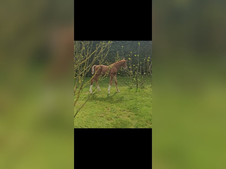 Austrian Warmblood Stallion  16,2 hh Chestnut-Red in Bad RadkersburgBad Radkersburg