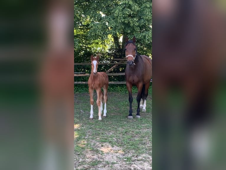 Austrian Warmblood Stallion  16,2 hh Chestnut-Red in Bad RadkersburgBad Radkersburg