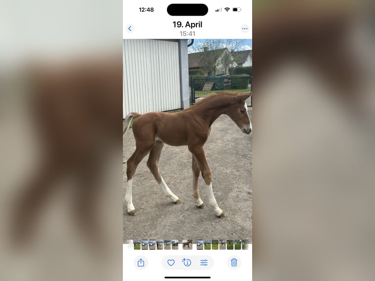 Austrian Warmblood Stallion  16,2 hh Chestnut-Red in Bad RadkersburgBad Radkersburg