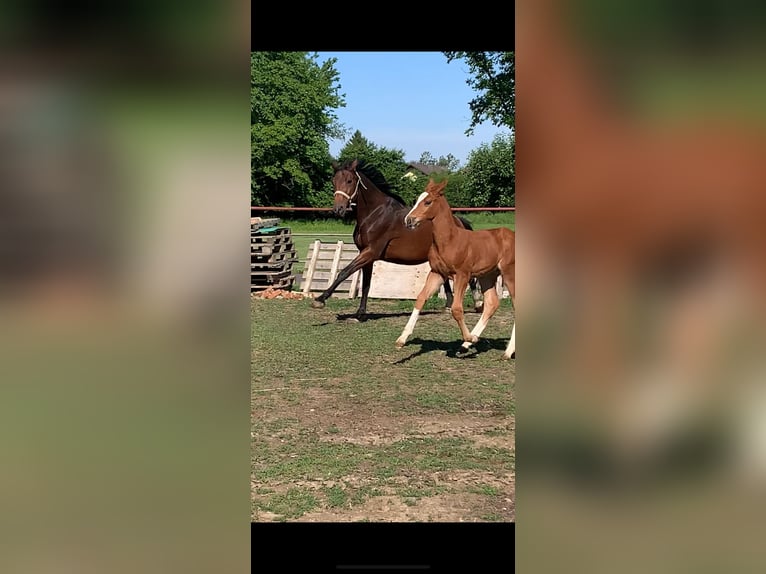 Austrian Warmblood Stallion  16,2 hh Chestnut-Red in Bad RadkersburgBad Radkersburg