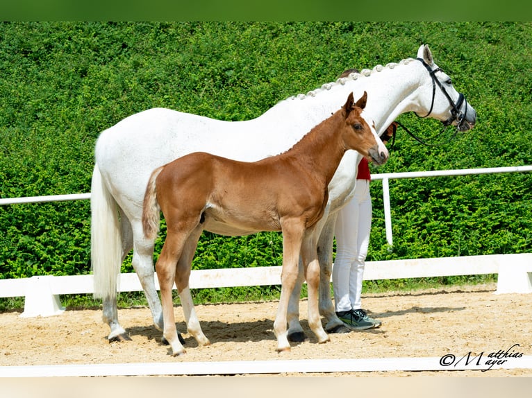 Austrian Warmblood Stallion Foal (04/2025) 16,2 hh Chestnut-Red in Maria Alm