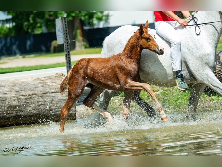 Austrian Warmblood Stallion Foal (04/2025) 16,2 hh Chestnut-Red in Maria Alm