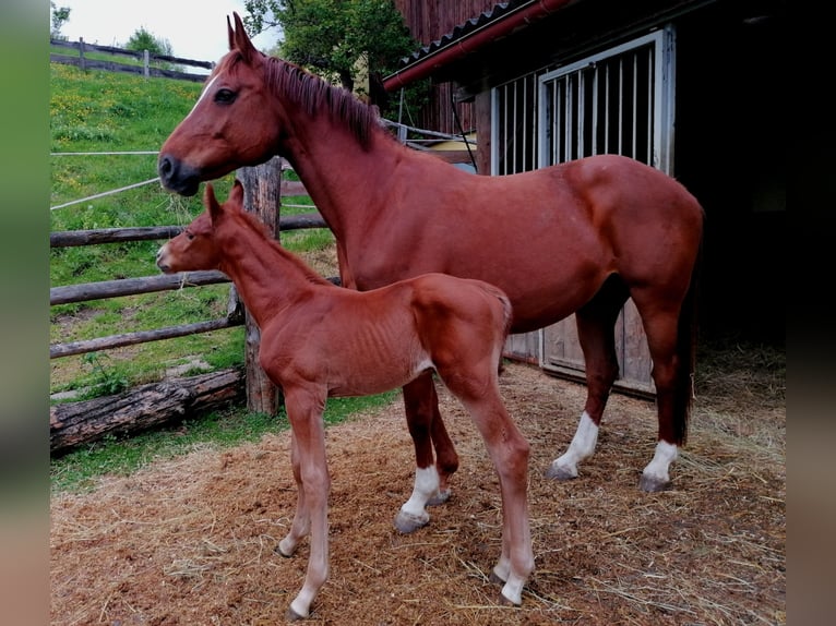 Austrian Warmblood Stallion  16,2 hh Chestnut-Red in St. Margarethen im Lavanttal