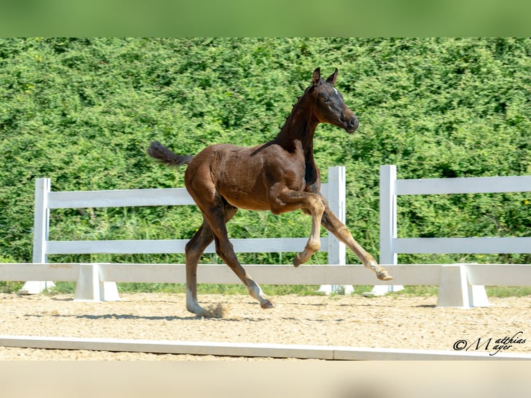 Austrian Warmblood Stallion Foal (03/2025) 16,2 hh Smoky-Black in Admont