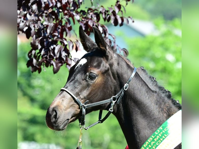Austrian Warmblood Stallion Foal (03/2025) 16,2 hh Smoky-Black in Admont