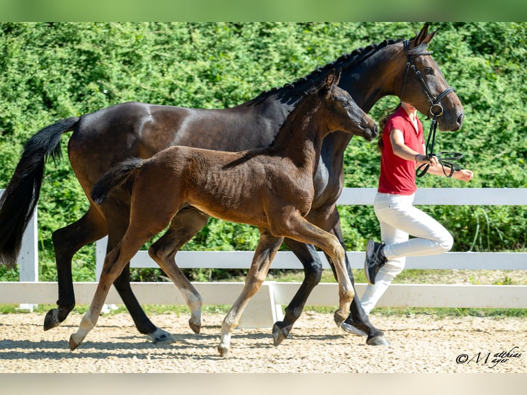 Austrian Warmblood Stallion Foal (03/2025) 16,2 hh Smoky-Black in Admont