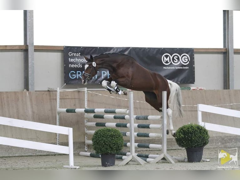 Austrian Warmblood Stallion  16,3 hh Brown in St Marein bei Graz