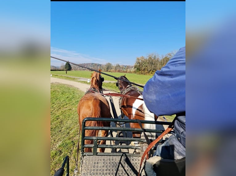 Austrian Warmblood Stallion  16,3 hh Brown in St Marein bei Graz