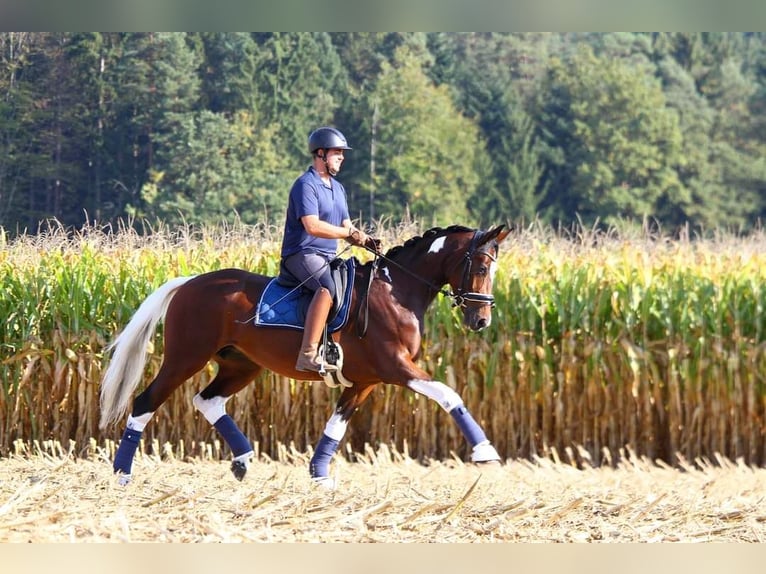 Austrian Warmblood Stallion  16,3 hh Brown in St Marein bei Graz