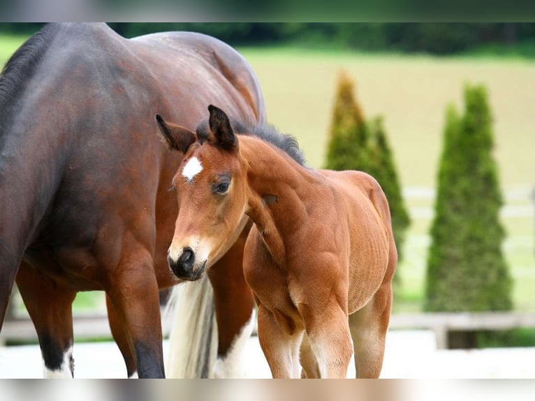 Austrian Warmblood Stallion Foal (04/2025) 16,3 hh Brown in St Marein bei Graz