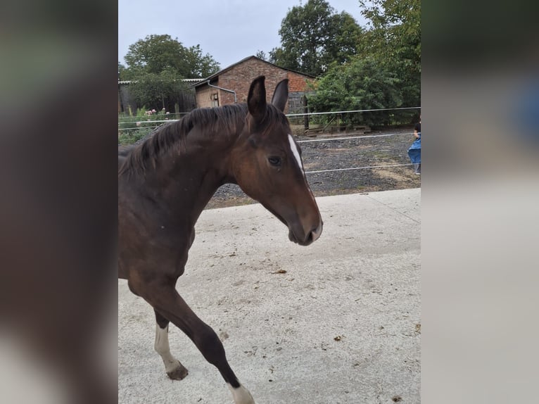 Austrian Warmblood Stallion Foal (03/2025) 16,3 hh Smoky-Black in Bad Radkersburg