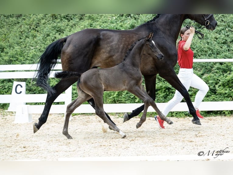 Austrian Warmblood Stallion Foal (06/2026) 17.1 hh Black in Wolfsegg