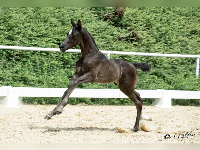 Austrian Warmblood Stallion Foal (06/2026) 17.1 hh Black in Wolfsegg