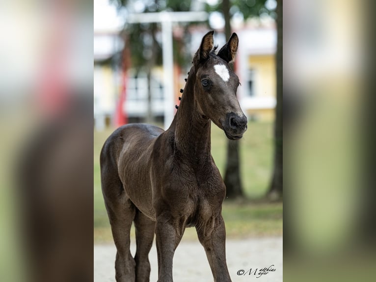 Austrian Warmblood Stallion Foal (06/2026) 17.1 hh Black in Wolfsegg