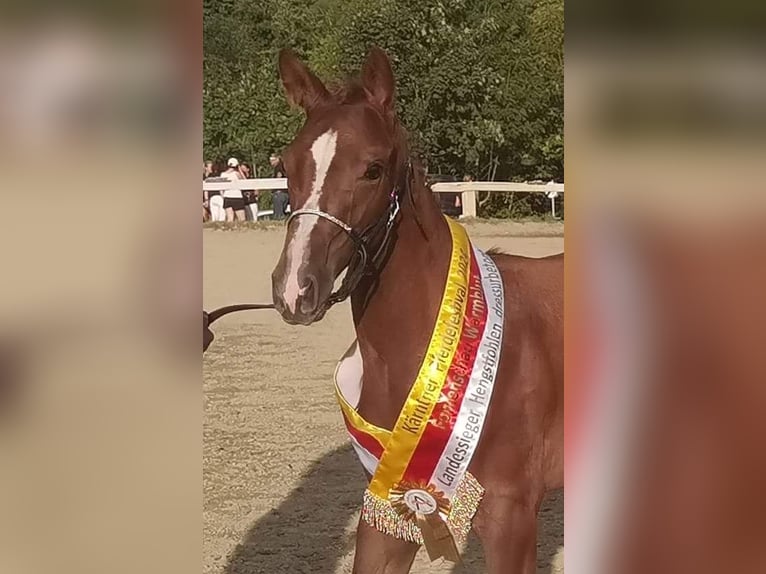 Austrian Warmblood Stallion Foal (05/2024) 17 hh Chestnut in Grosskirchheim