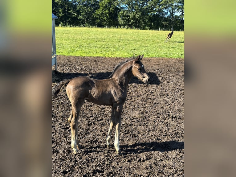 Austrian Warmblood Stallion Foal (05/2026) Black in Laaben